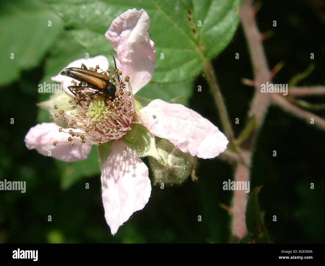 Stictoleptura rubra Stockfoto