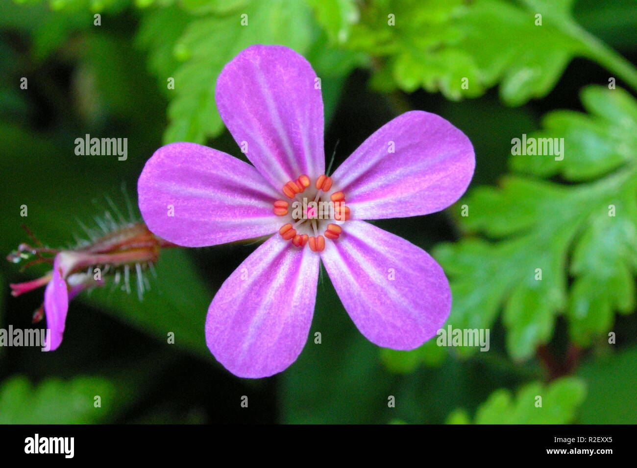 Ruprechts cranesbill 2 Stockfoto