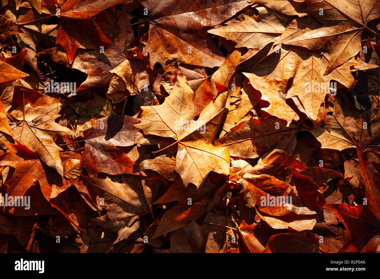 Hintergrund der herbstlichen Blätter Stockfoto