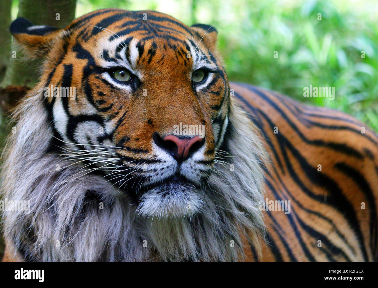 Tiger ii Stockfoto