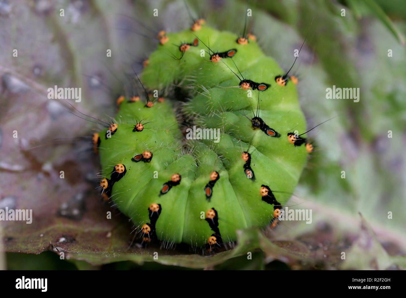 Kaiser motte Caterpillar Stockfoto