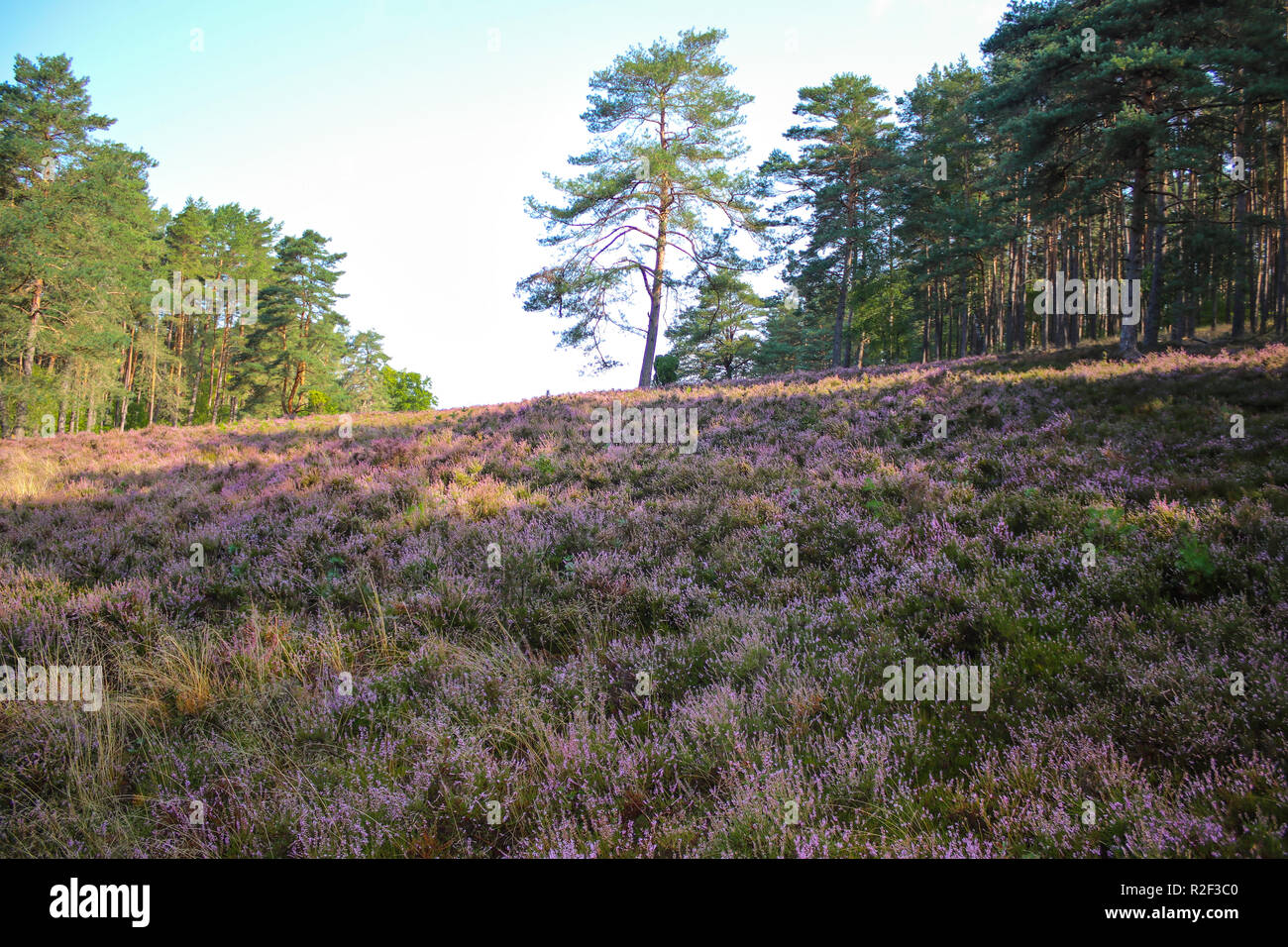 Es war mein erster Spaziergang durch die Heide und das Gefühl war unbeschreiblich intensiv. Eine Welt ohne Farben wäre nicht eine Welt sein. Stockfoto