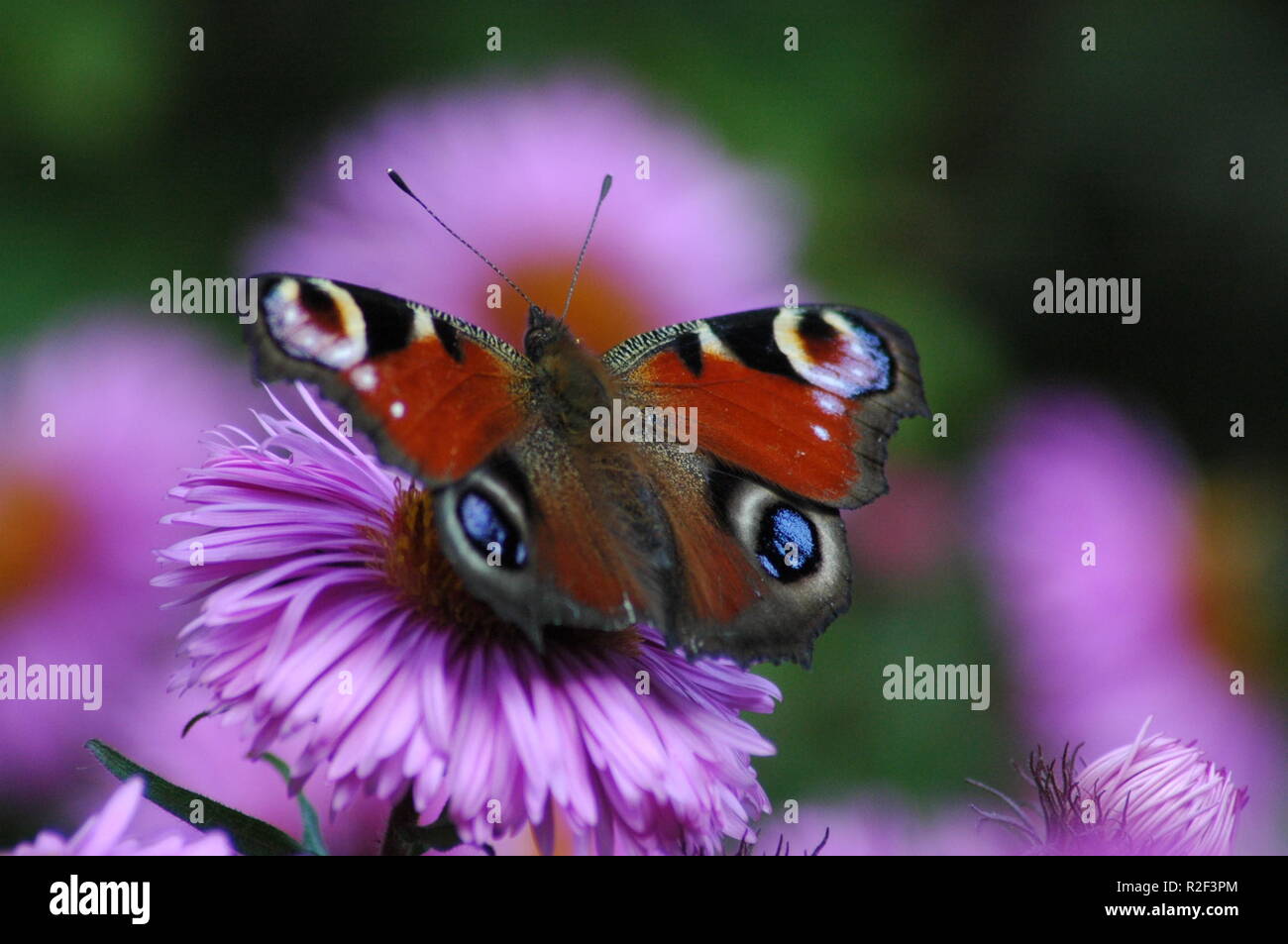 Pfau Stockfoto