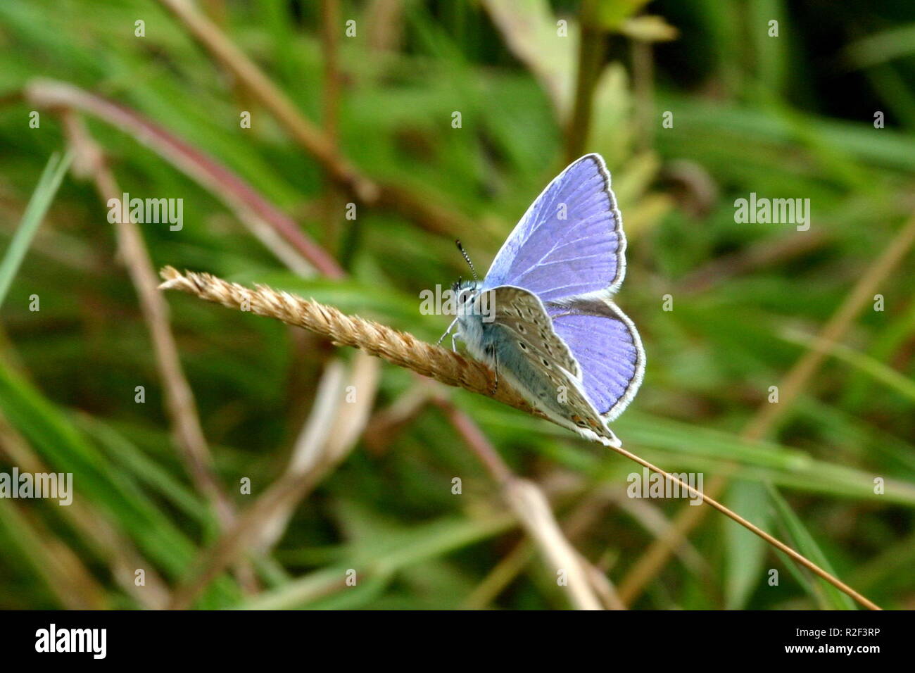 Hominy blau (40) (2) Stockfoto