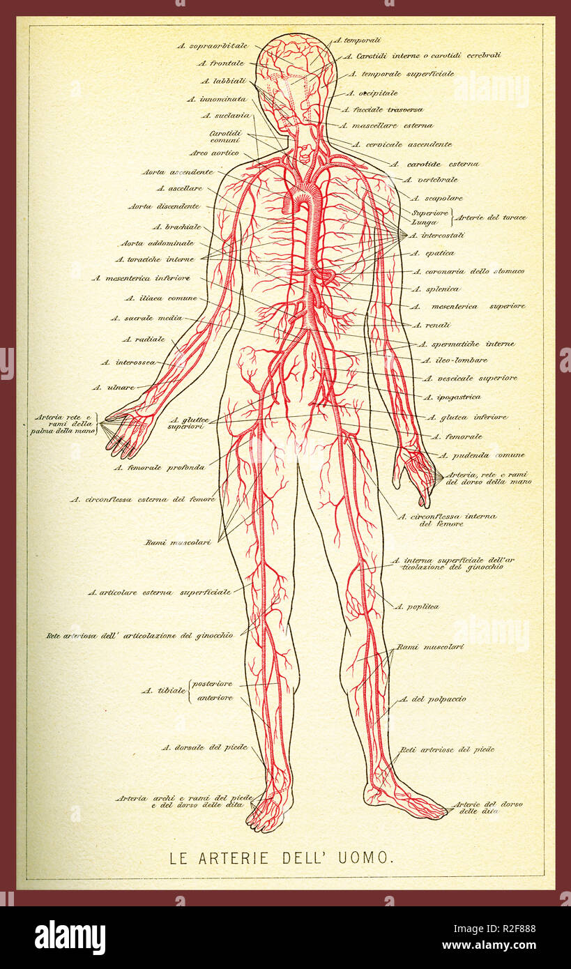 Vintage Farbtabelle für Anatomie der Arterien und Durchblutung mit anatomischen Beschreibungen in Italienisch Stockfoto