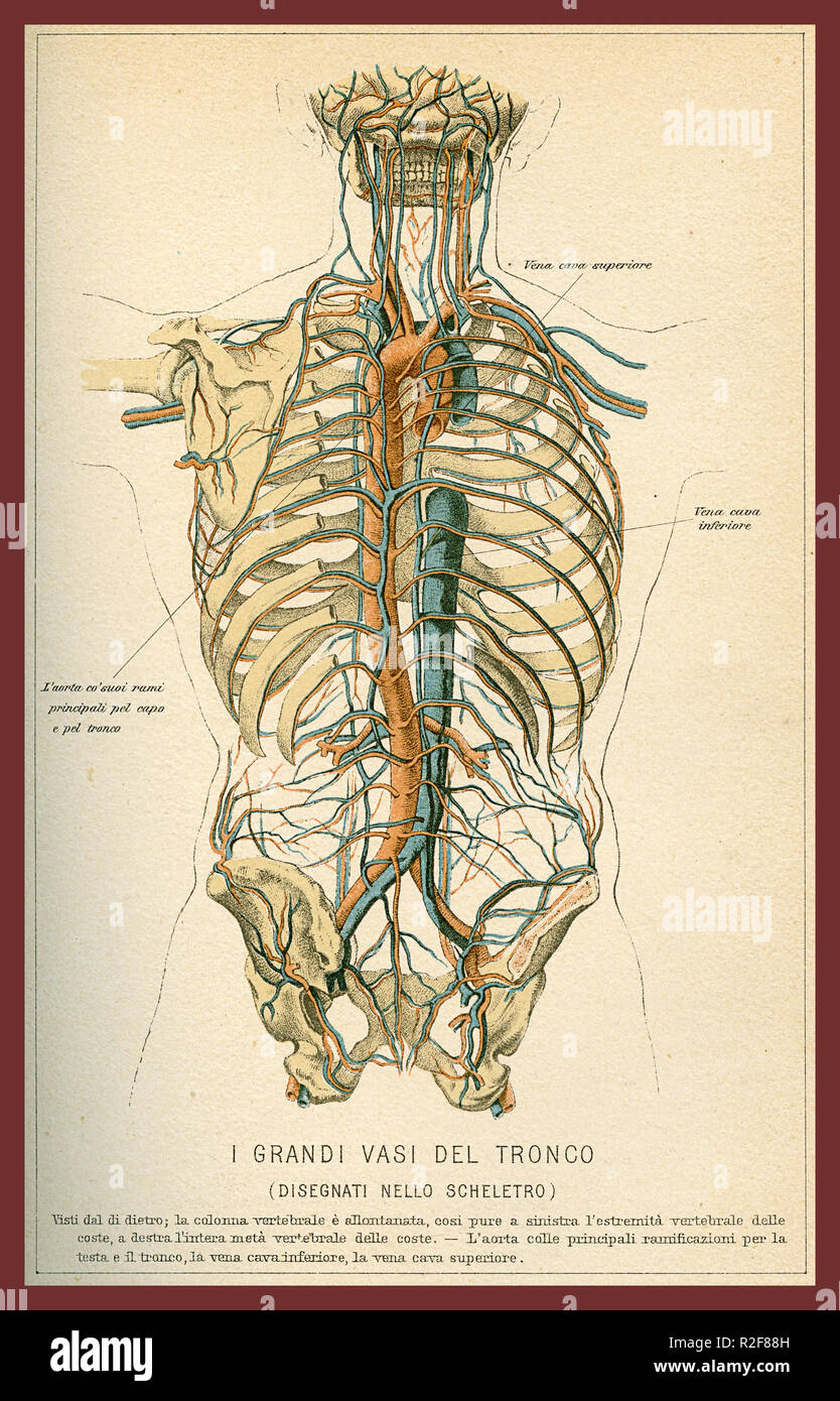 Vintage Farbe Tabelle der Anatomie, Abdomen großen Blutgefäße mit Skelett, Italienisch anatomischen Beschreibungen Stockfoto