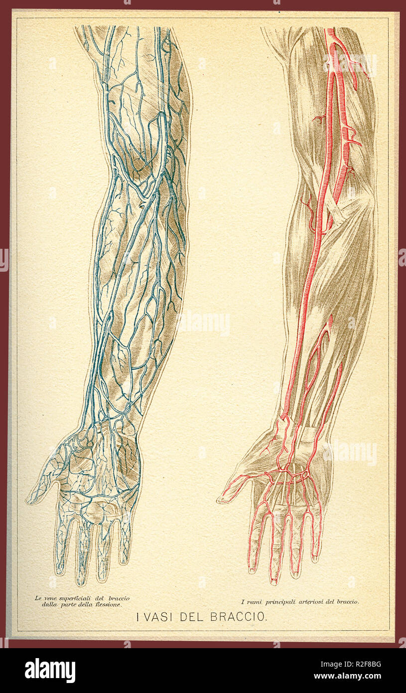 Vintage Farbe Tabelle der Anatomie, arm Blutgefäße und Kreislauf, Italienische anatomischen Beschreibungen Stockfoto