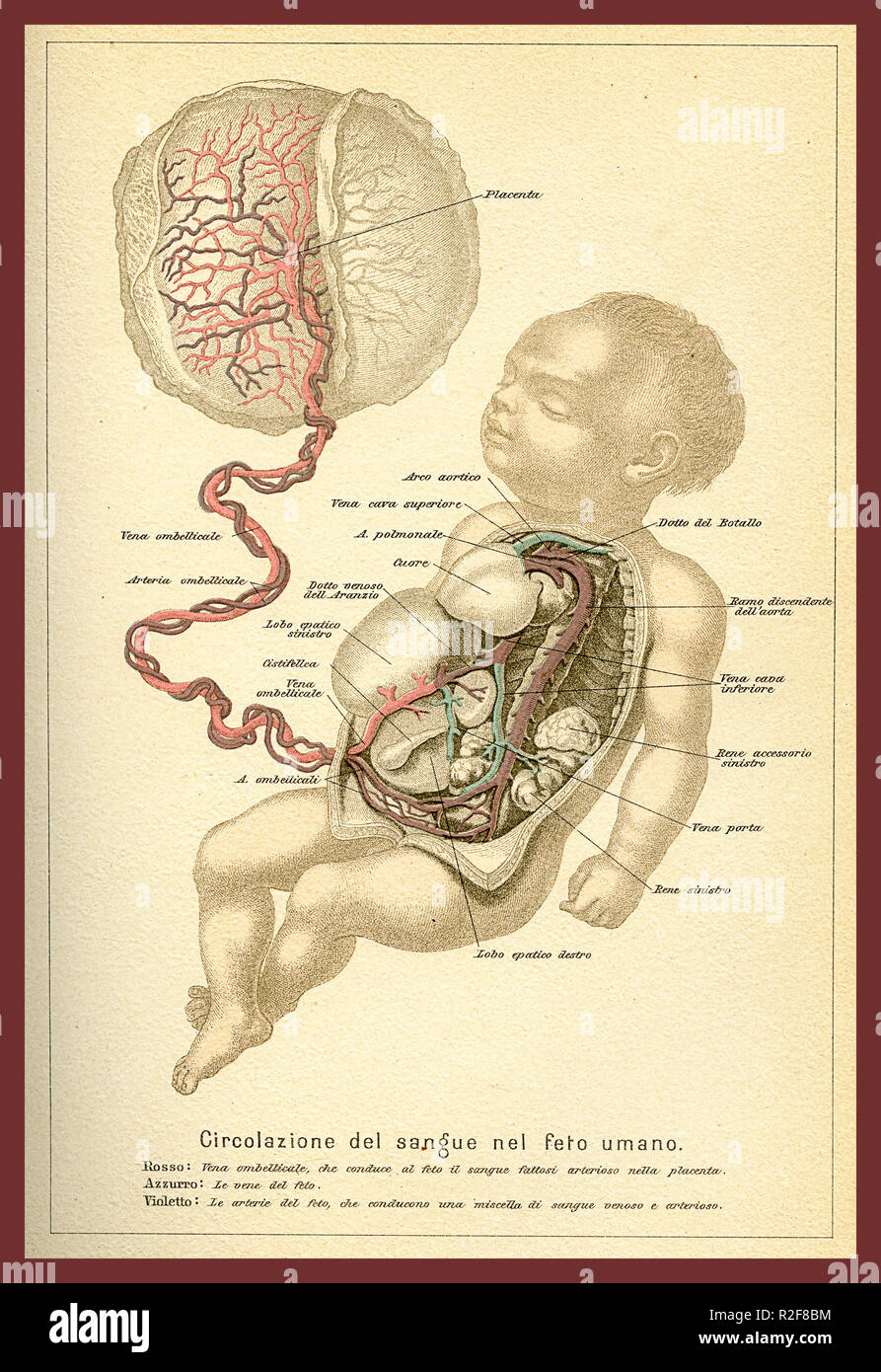 Vintage Farbtabelle für Anatomie der menschlichen Fötus Durchblutung mit Italienischen anatomischen Beschreibungen Stockfoto