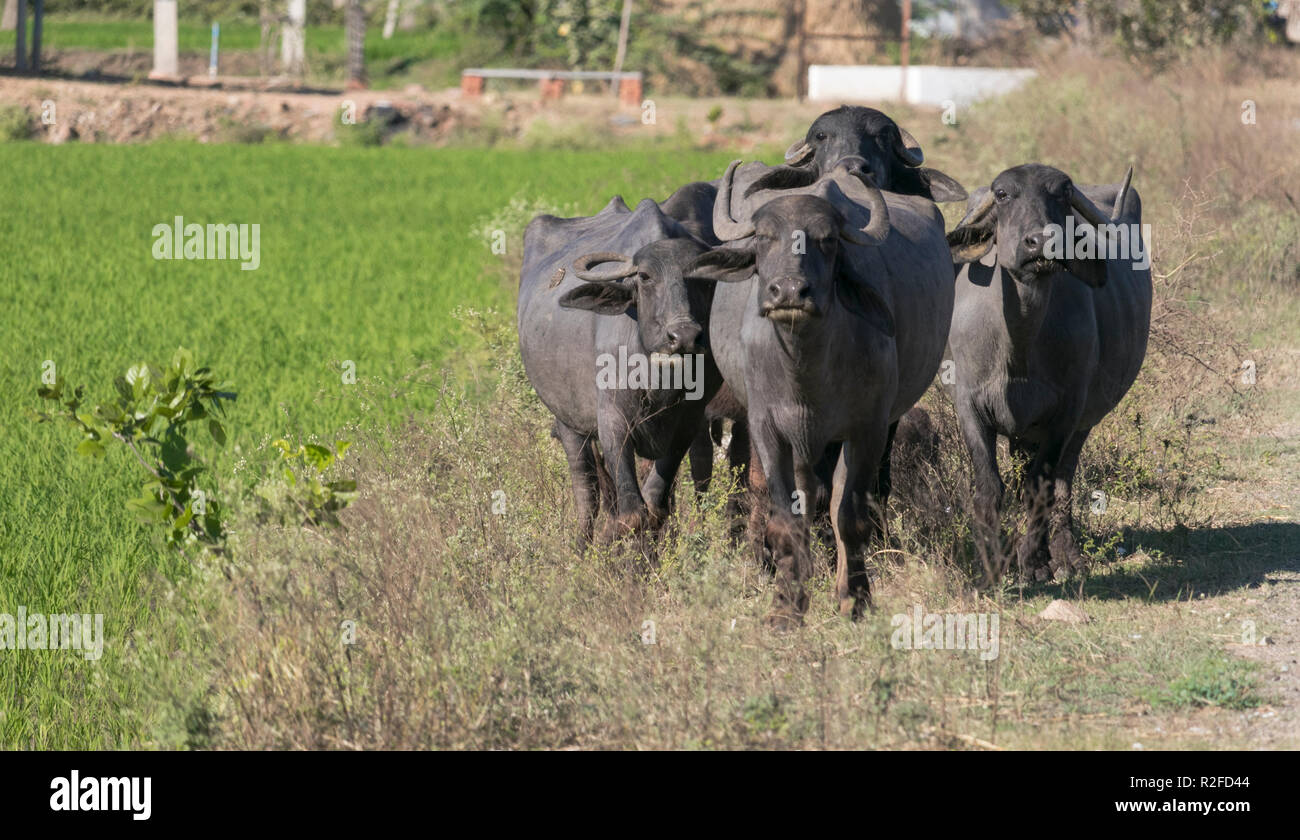 Büffel sind gesehen Roaming in einem Feld im sonnigen Tagen Stockfoto