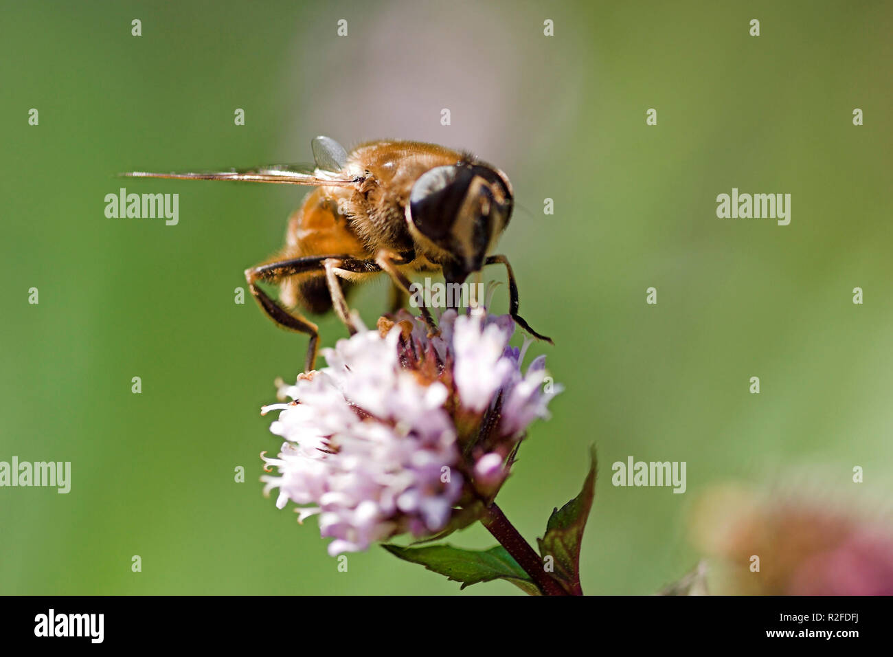 Saugende Biene Stockfoto