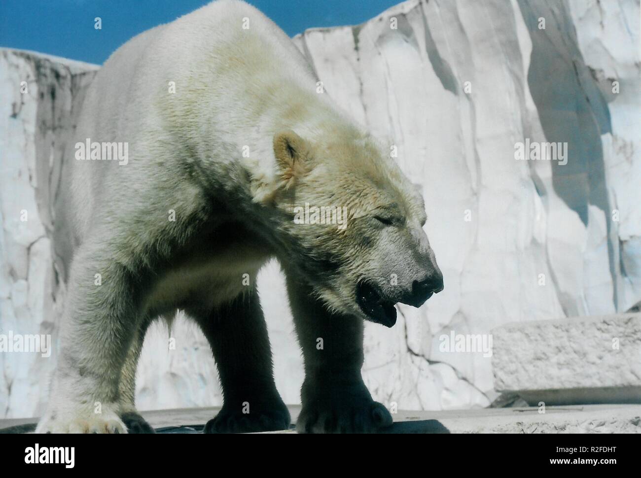 Eisbär 5. Stockfoto