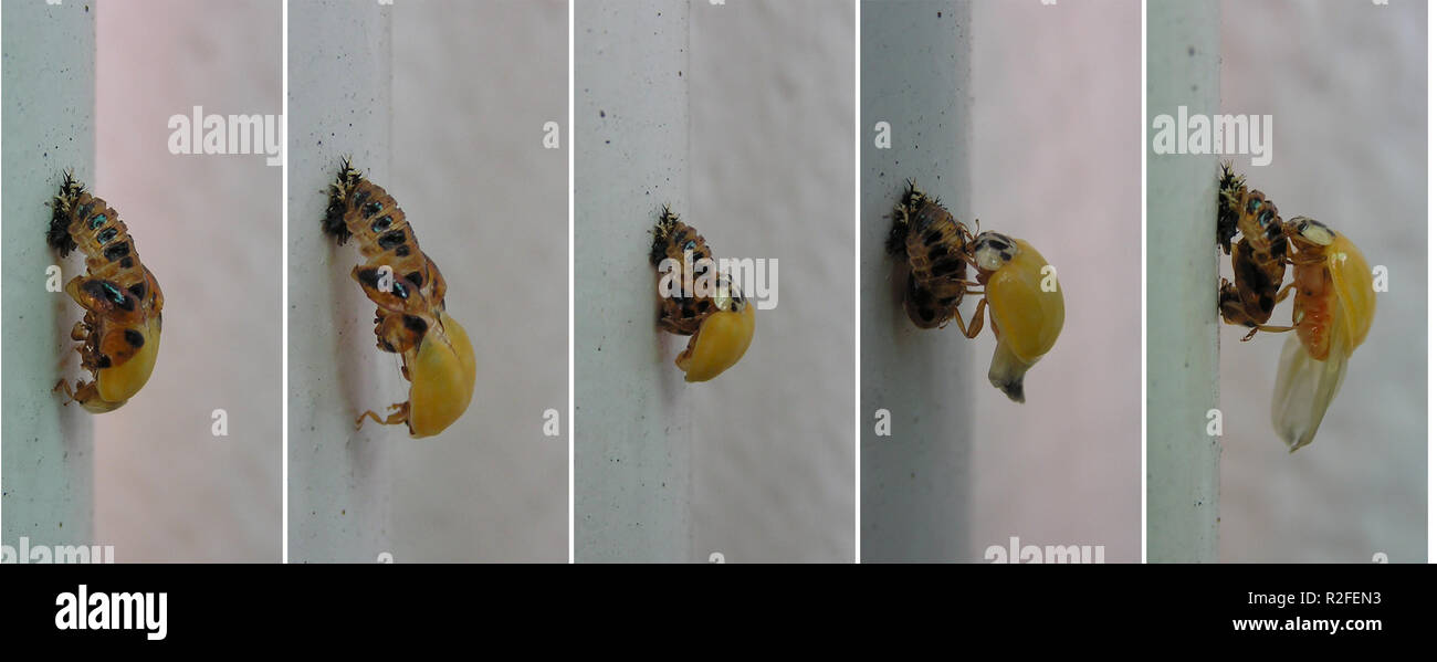 Käfer Puppe Stockfotos und -bilder Kaufen - Alamy