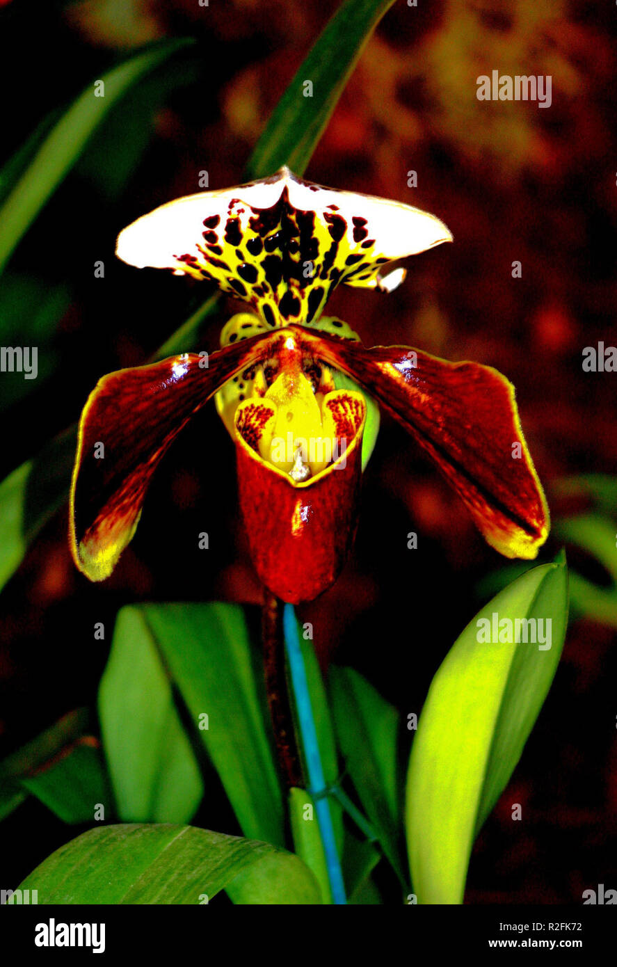 Paphiopedilum, Frauenschuh Stockfoto