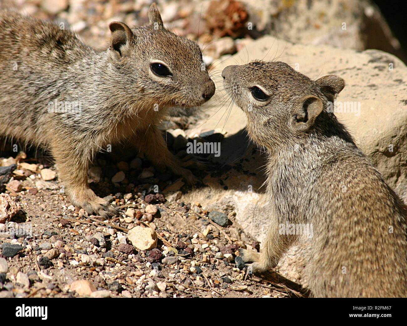 Eichhörnchen - Bussi Stockfoto