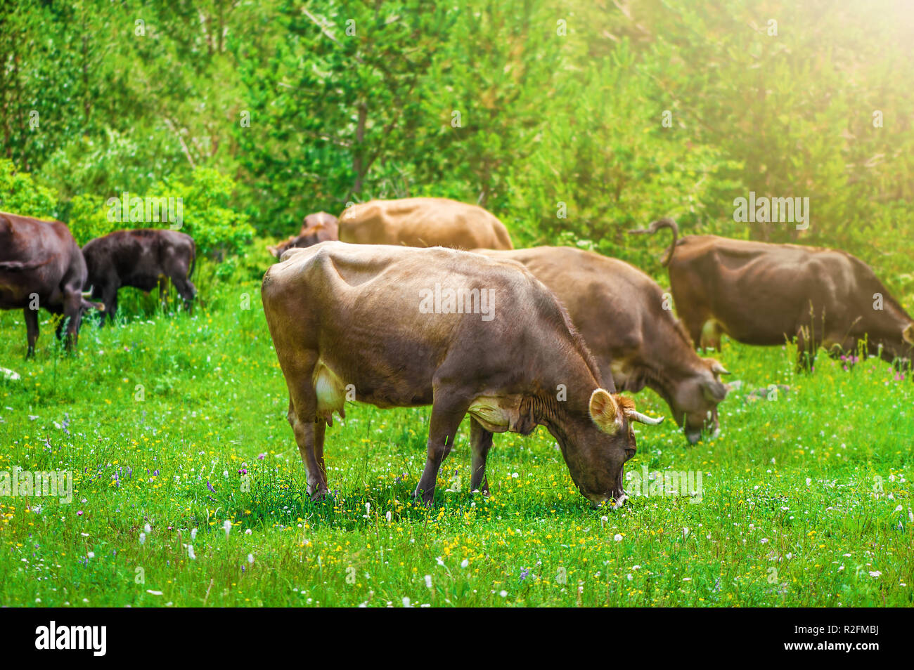Full udder Fotos und Bildmaterial in hoher Auflösung Alamy