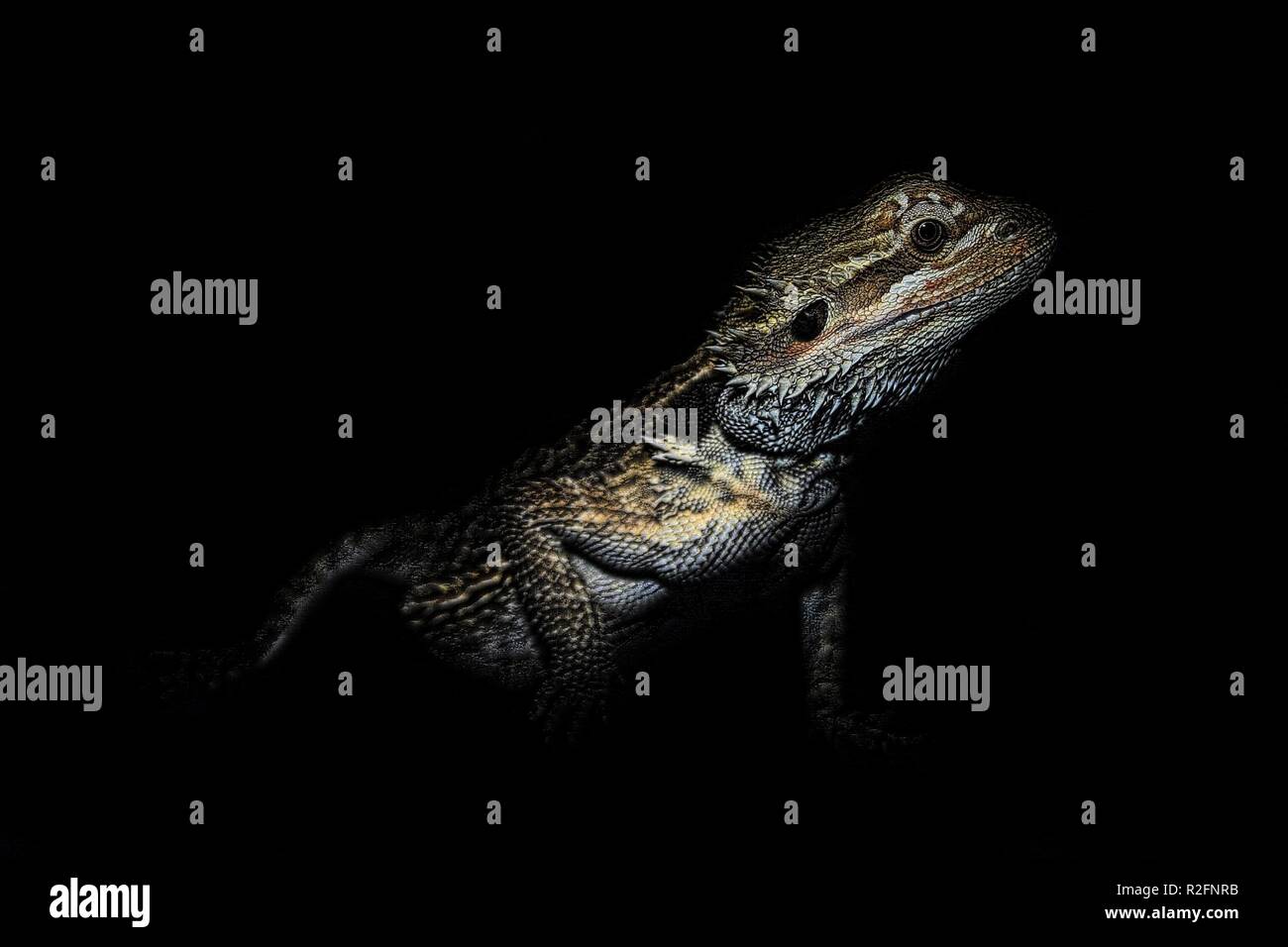 Kleine Drachen... 02. Stockfoto