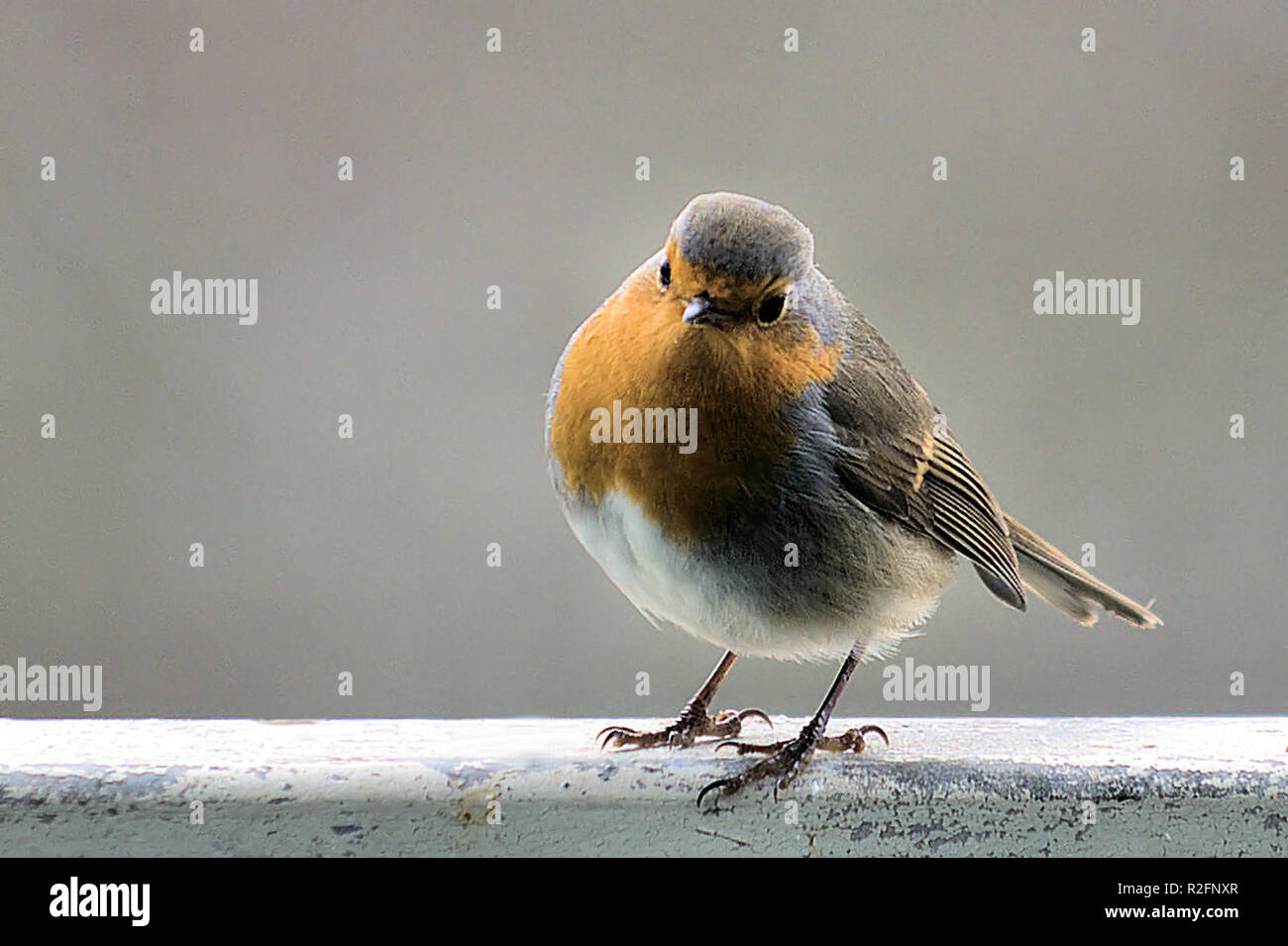Ich möchte auch das Essen Stockfoto