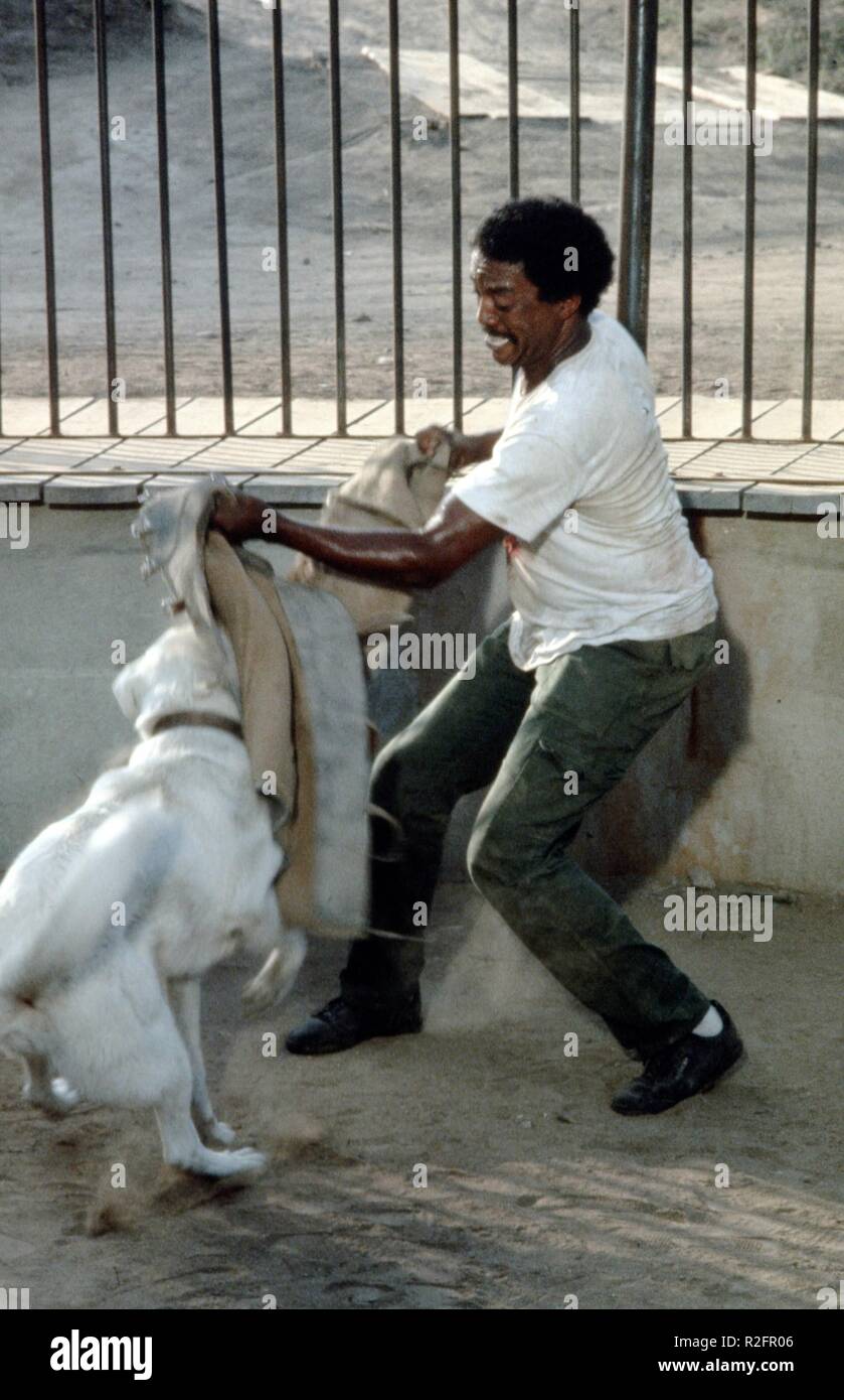 Weißer Hund Baujahr: 1982 USA Regie: Samuel Fuller Paul Winfield Stockfoto