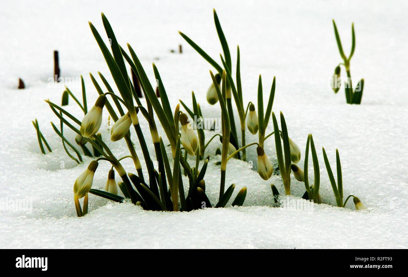 Schneeglöckchen Stockfoto