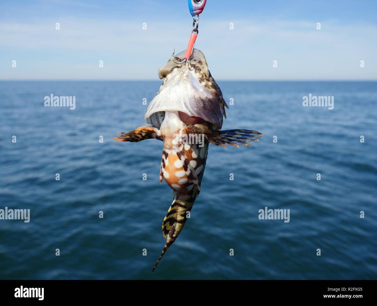 Seadevil fish -Fotos und -Bildmaterial in hoher Auflösung – Alamy
