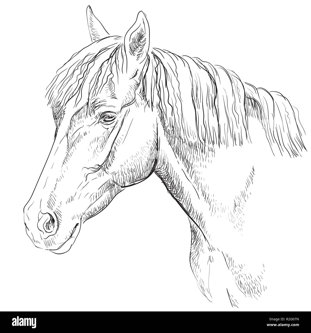 Horse Portrait. Pferdekopf im Profil in Schwarzweiß Farbe auf weißem Hintergrund. Vektor hand Zeichnung Abbildung Stock Vektor