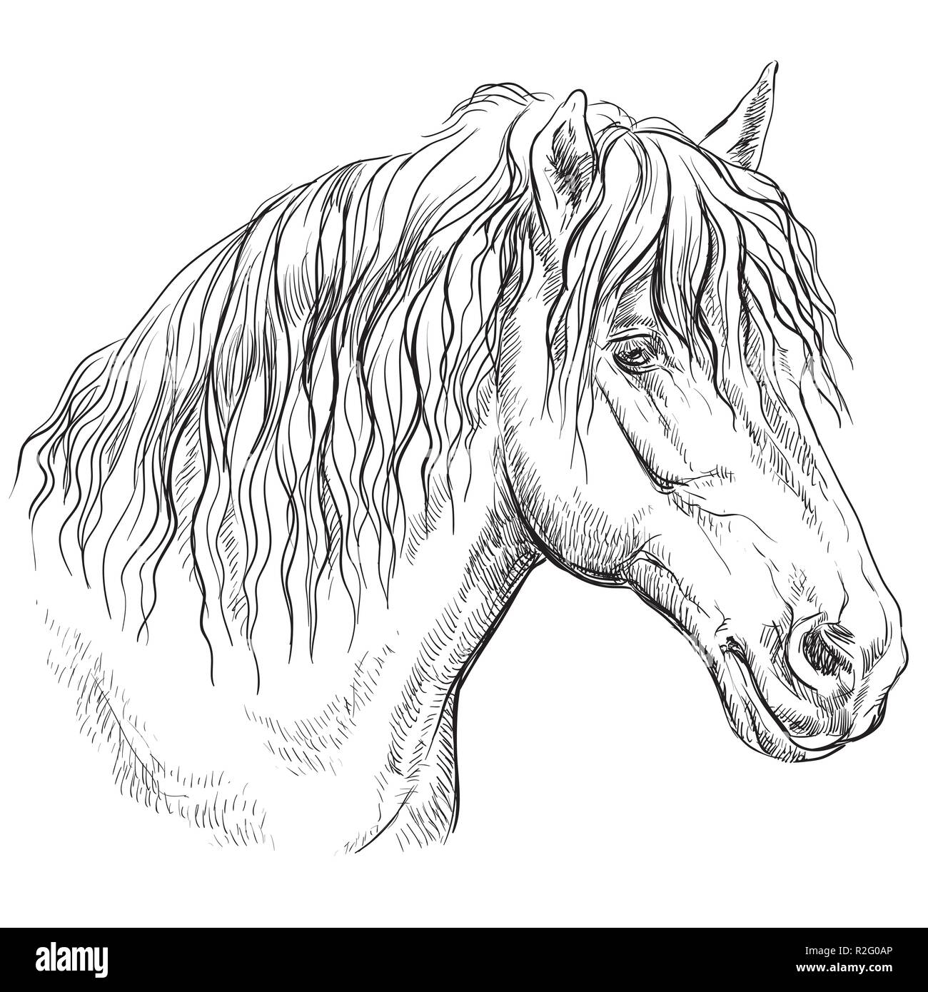 Horse Portrait. Pferdekopf im Profil in monochromen Farben auf weißem Hintergrund. Vektor hand Zeichnung Abbildung Stock Vektor