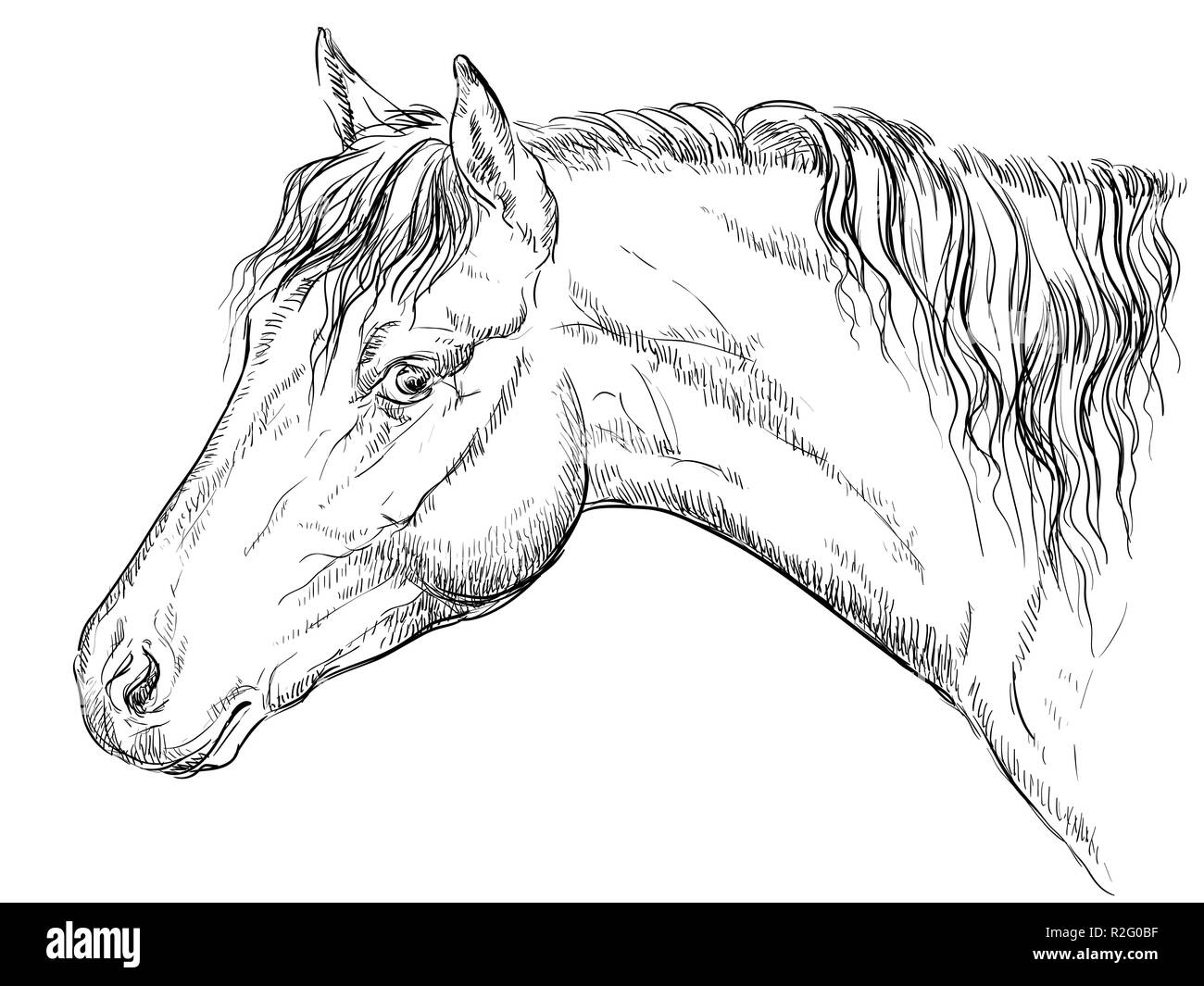 Welsh Pony portrait. Pferdekopf im Profil in Schwarzweiß Farbe auf weißem Hintergrund. Vektor hand Zeichnung Abbildung Stock Vektor