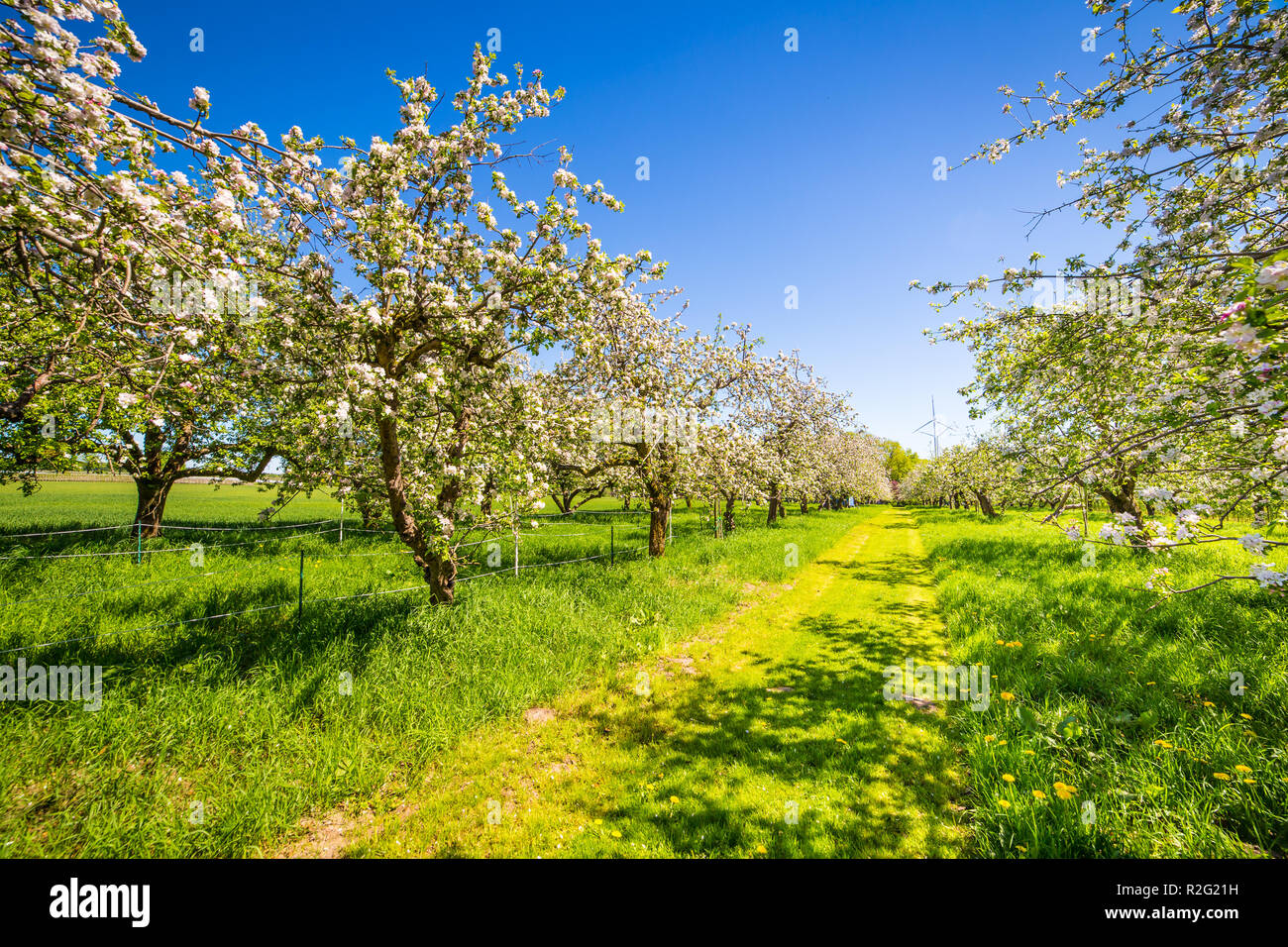 Altes Land - Deutschland Stockfoto