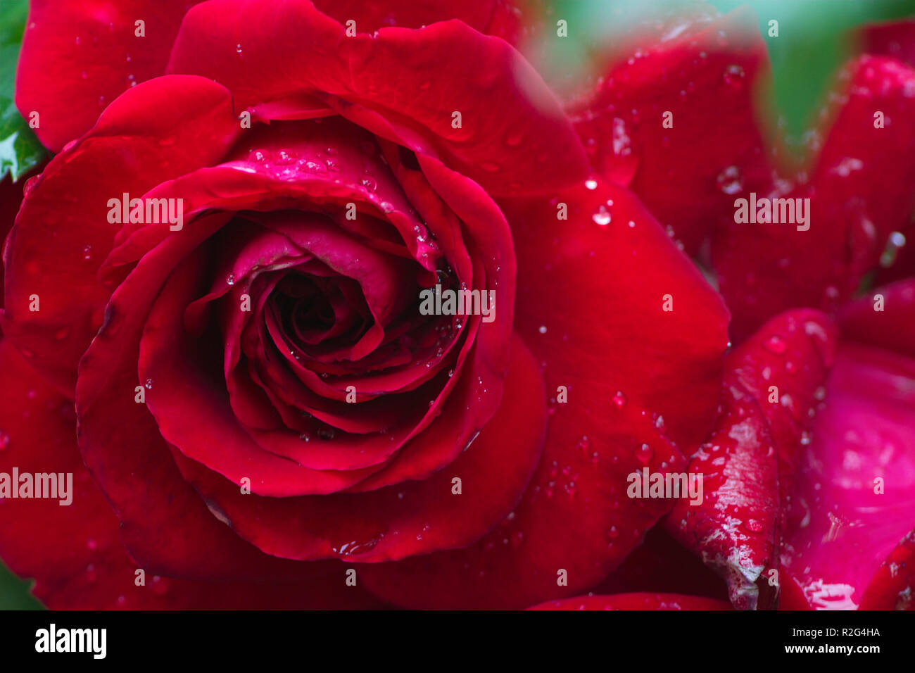 Red Rose nach Regen Stockfoto