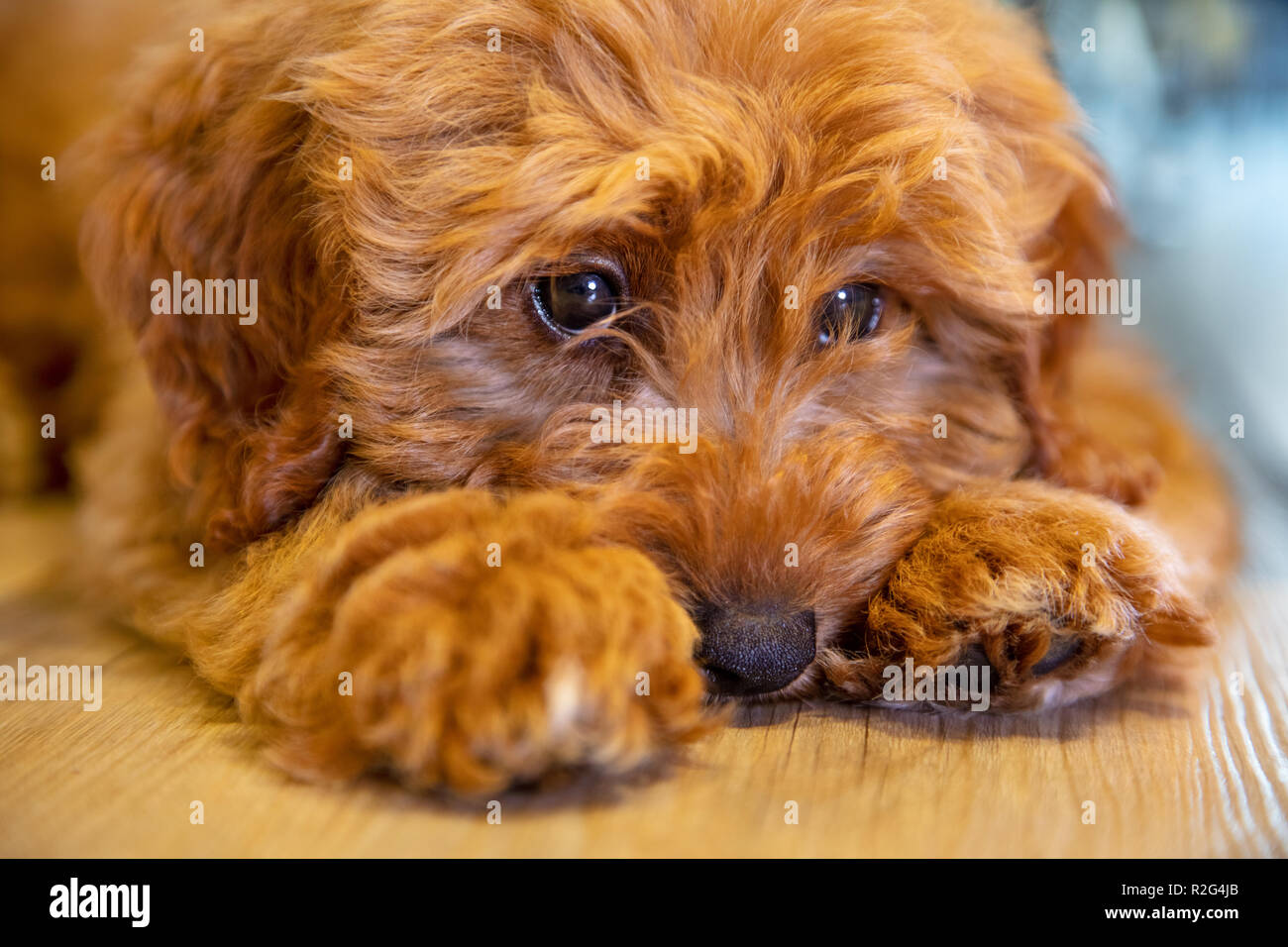 Cute labradoodle Welpen Hund zur Festlegung der traurig oder nachdenklich Stockfoto