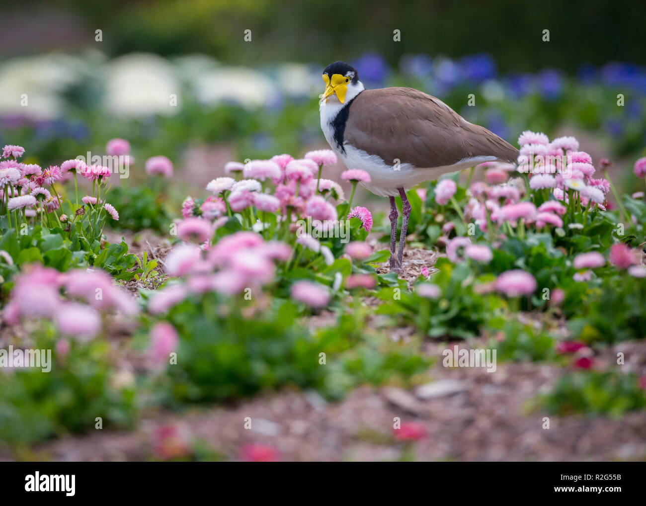 Eine maskierte Kiebitz erforscht die Botanischen Gärten von Brisbane in Brisbane, Australien. Stockfoto