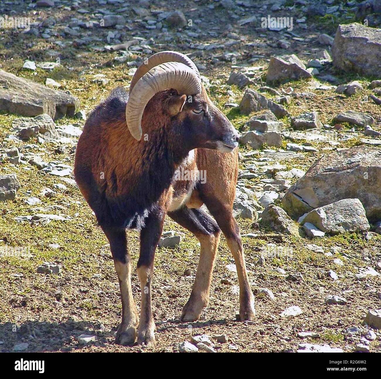 Muffel Stockfotos und bilder Kaufen Alamy