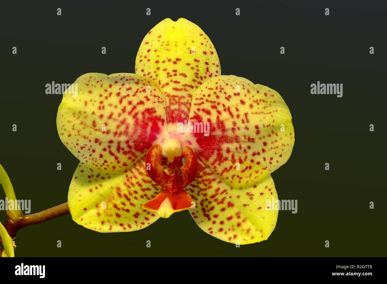 Phalaenopsis Stockfoto