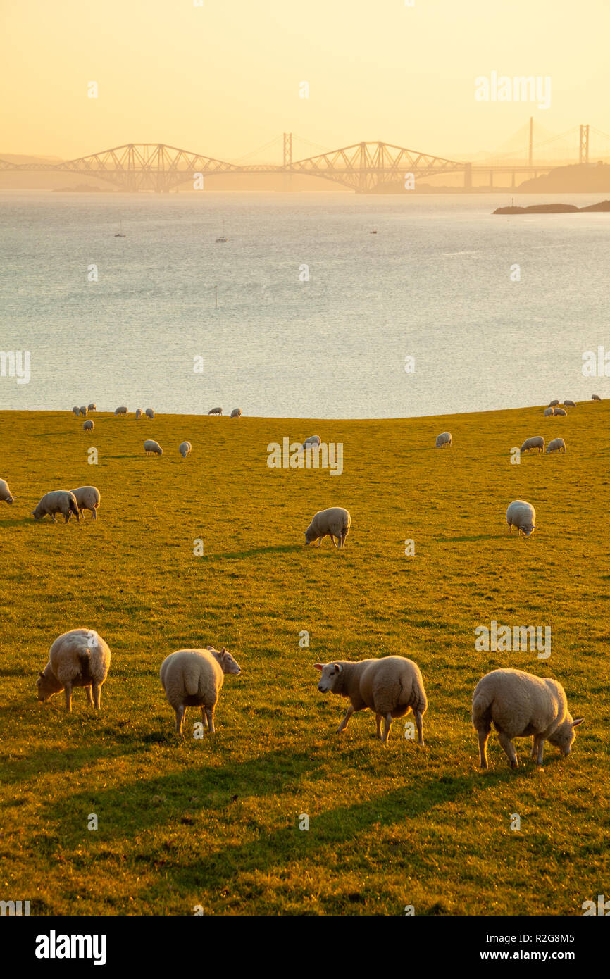 Eine Herde von Schafen durch den späten Abend Sonne beleuchtet in Dalgety Bay Fife. Stockfoto