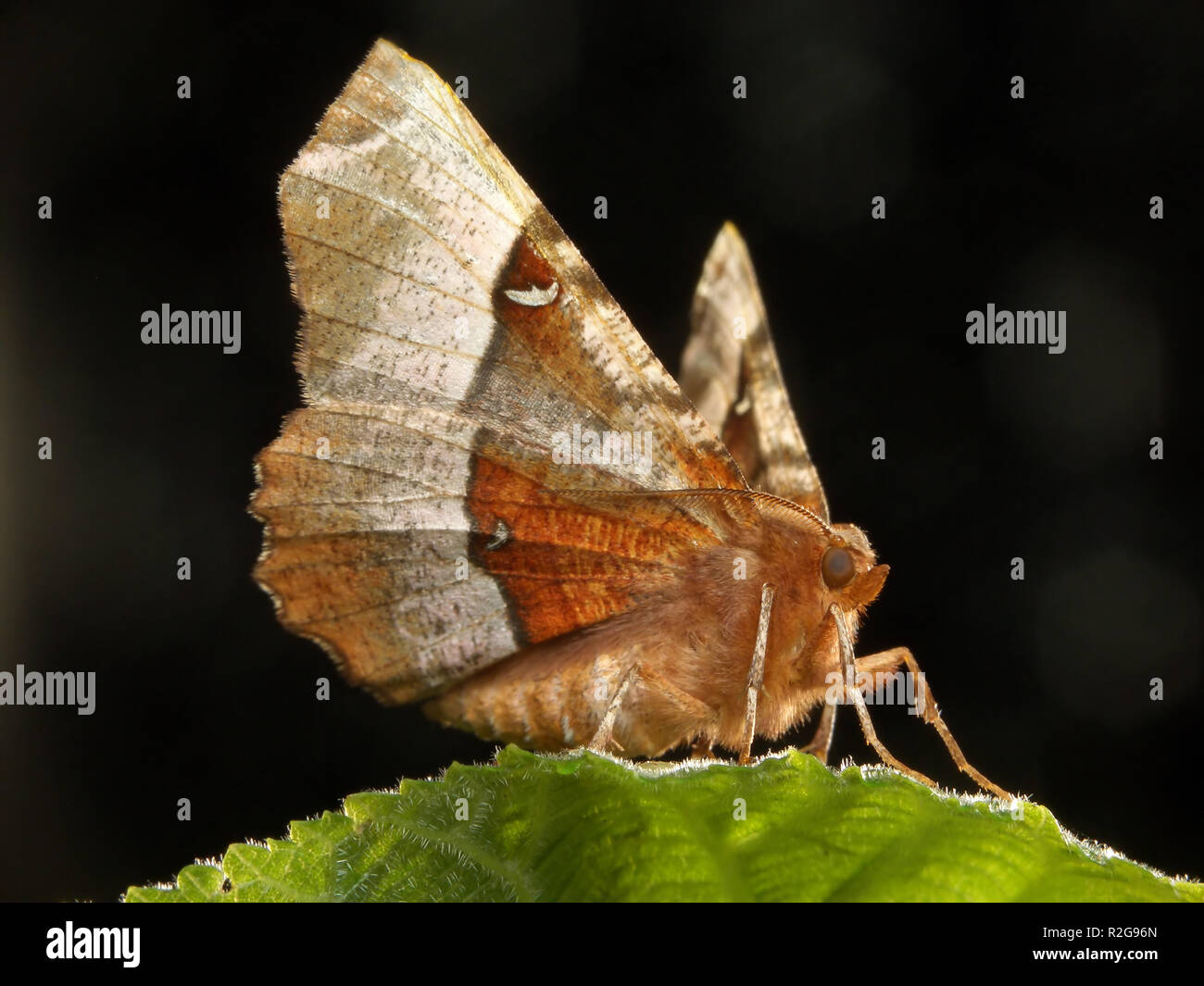 Mond fleckenspanner Stockfoto