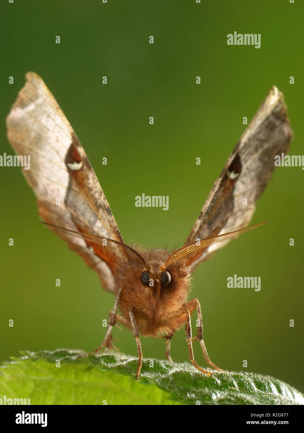 Mond fleckenspanner 2 Stockfoto