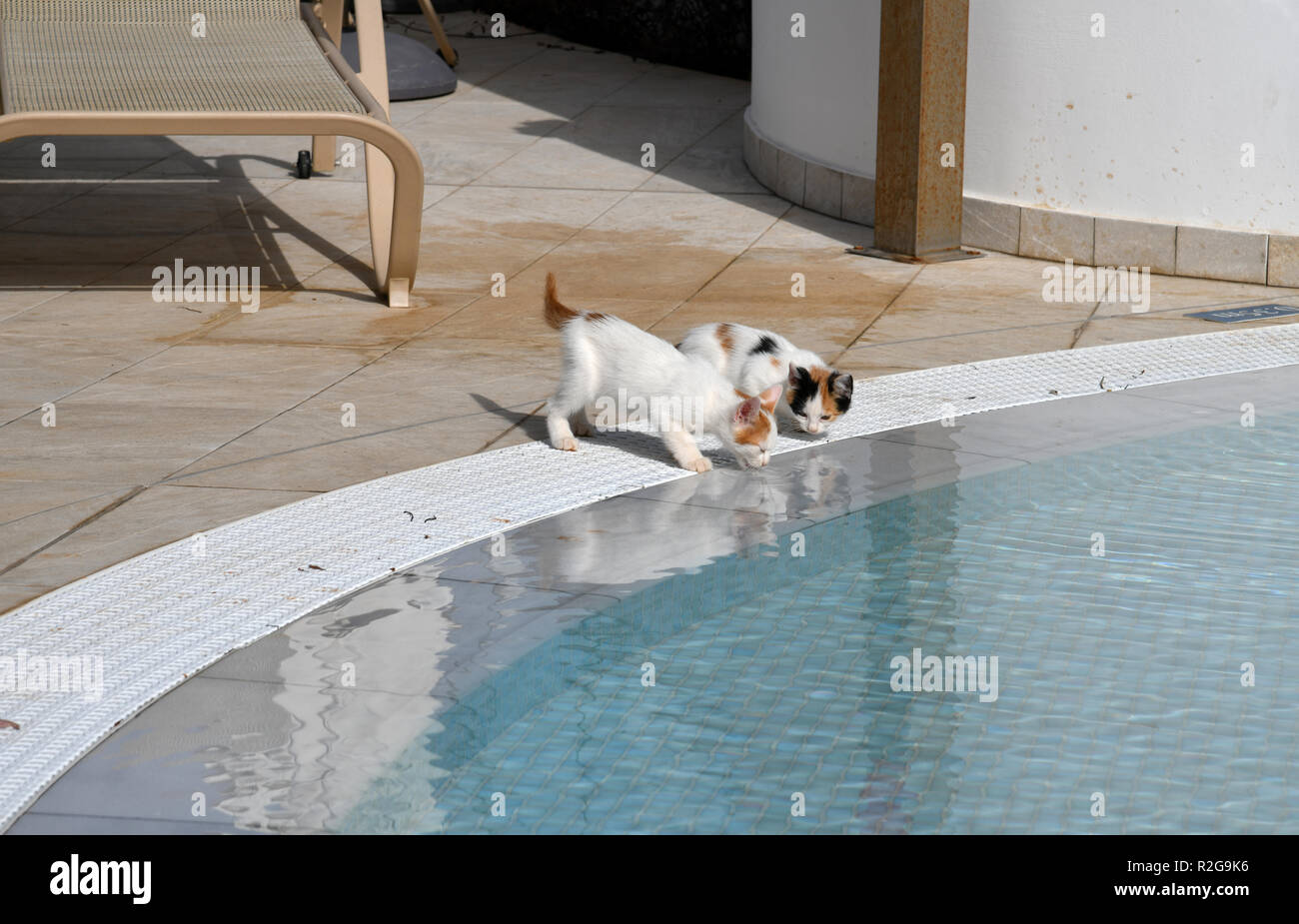 Kätzchen trinken Wasser aus dem Pool außerhalb Stockfoto
