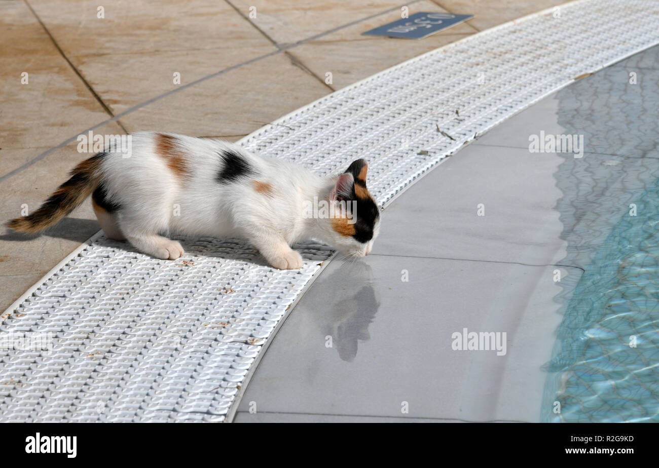 Kätzchen trinken Wasser aus dem Pool außerhalb Stockfoto