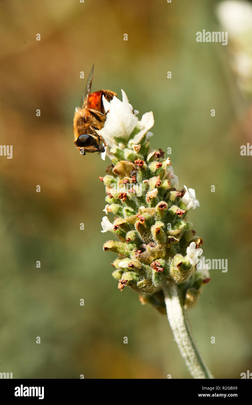 Honig Biene auf Weiß und Lavendel Stockfoto
