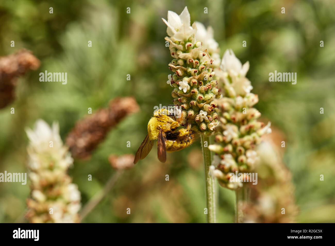 Honig Biene auf Weiß und Lavendel Stockfoto