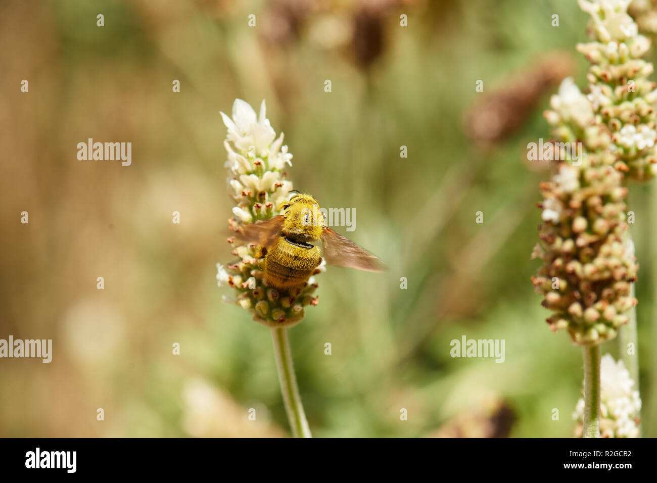Honig Biene auf Weiß und Lavendel Stockfoto