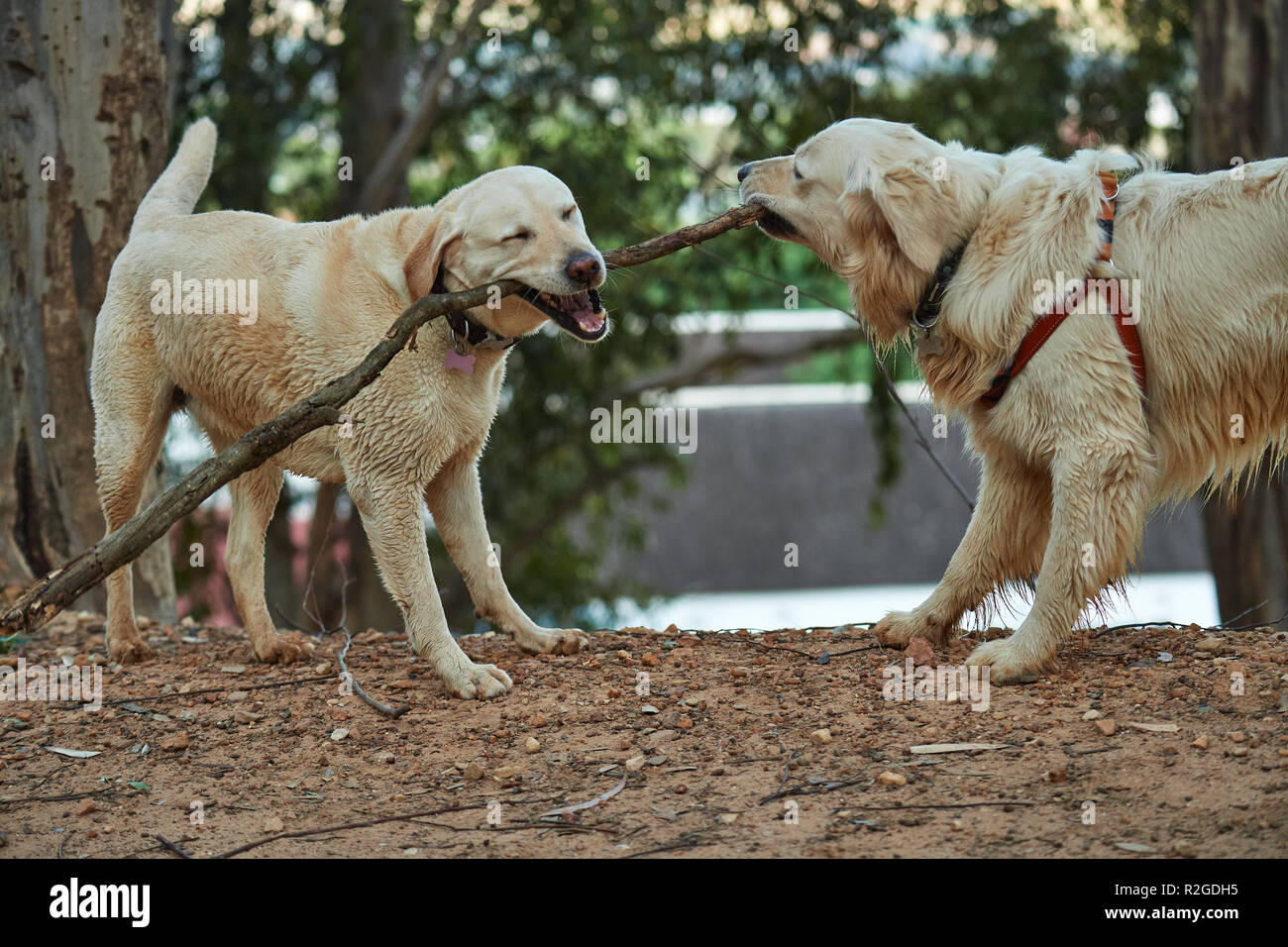 Labrador und Retriever spielen Tauziehen Stockfoto