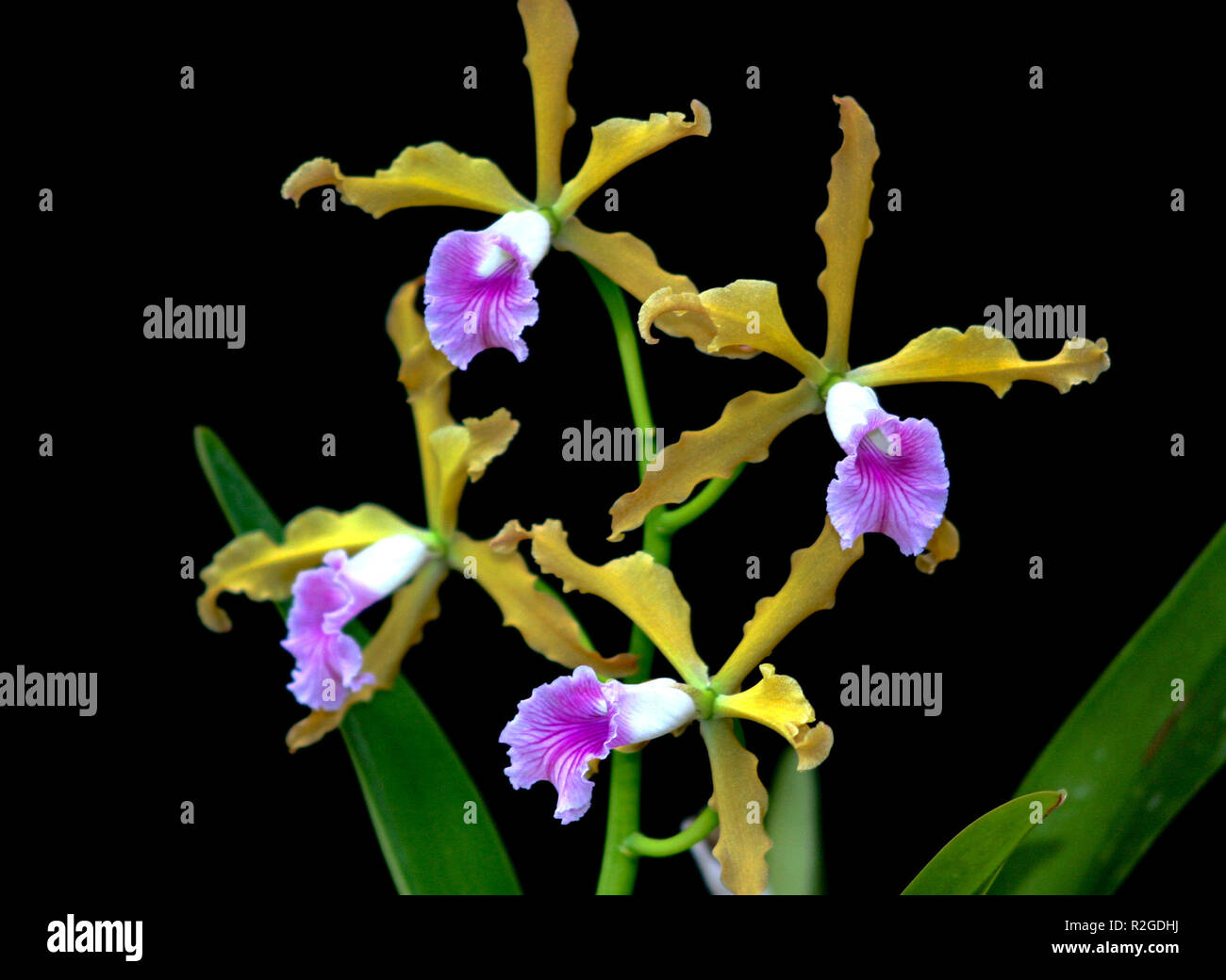 Laelia grandis Stockfoto