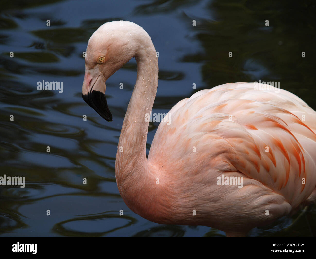 Flamingo Stockfoto