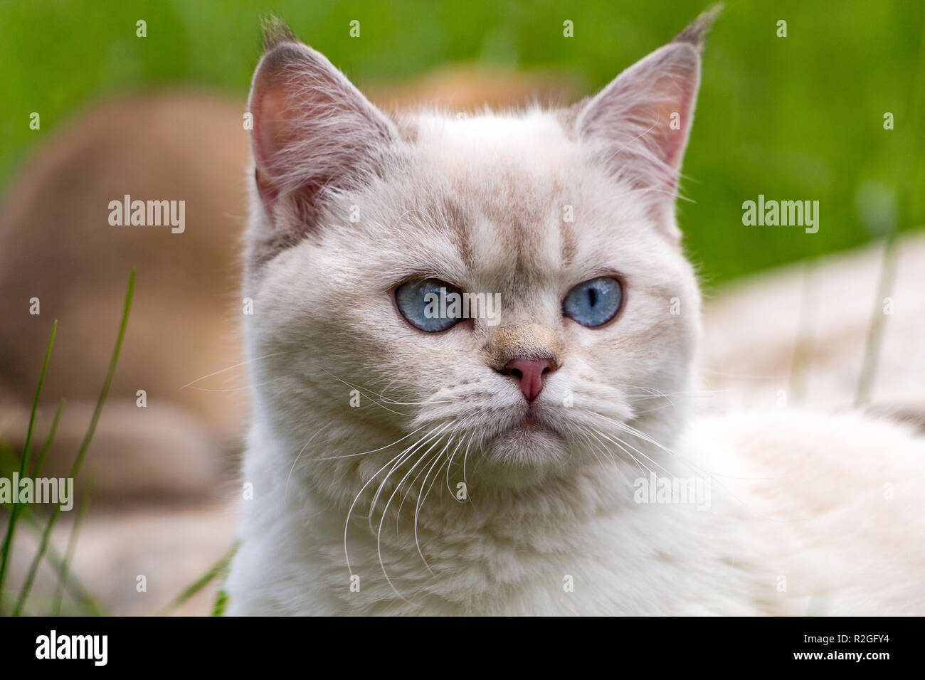 Portrait von weißen britischen Katze mit blauen Augen, Leiter der Farbe point Katze mit blauen Augen rosa Nase und Quasten an den Ohren Stockfoto