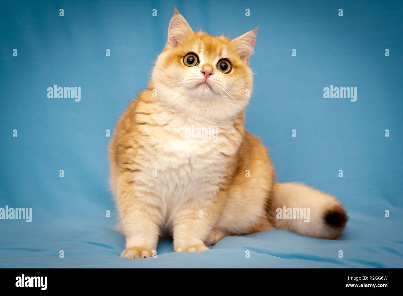 Golden britische Katze mit einem flauschigen Schwanz sitzt vor der Kamera auf einem blauen Hintergrund und sieht auf. Britisch Kurzhaar Kater BRI NY 12-schwarz golden Stockfoto