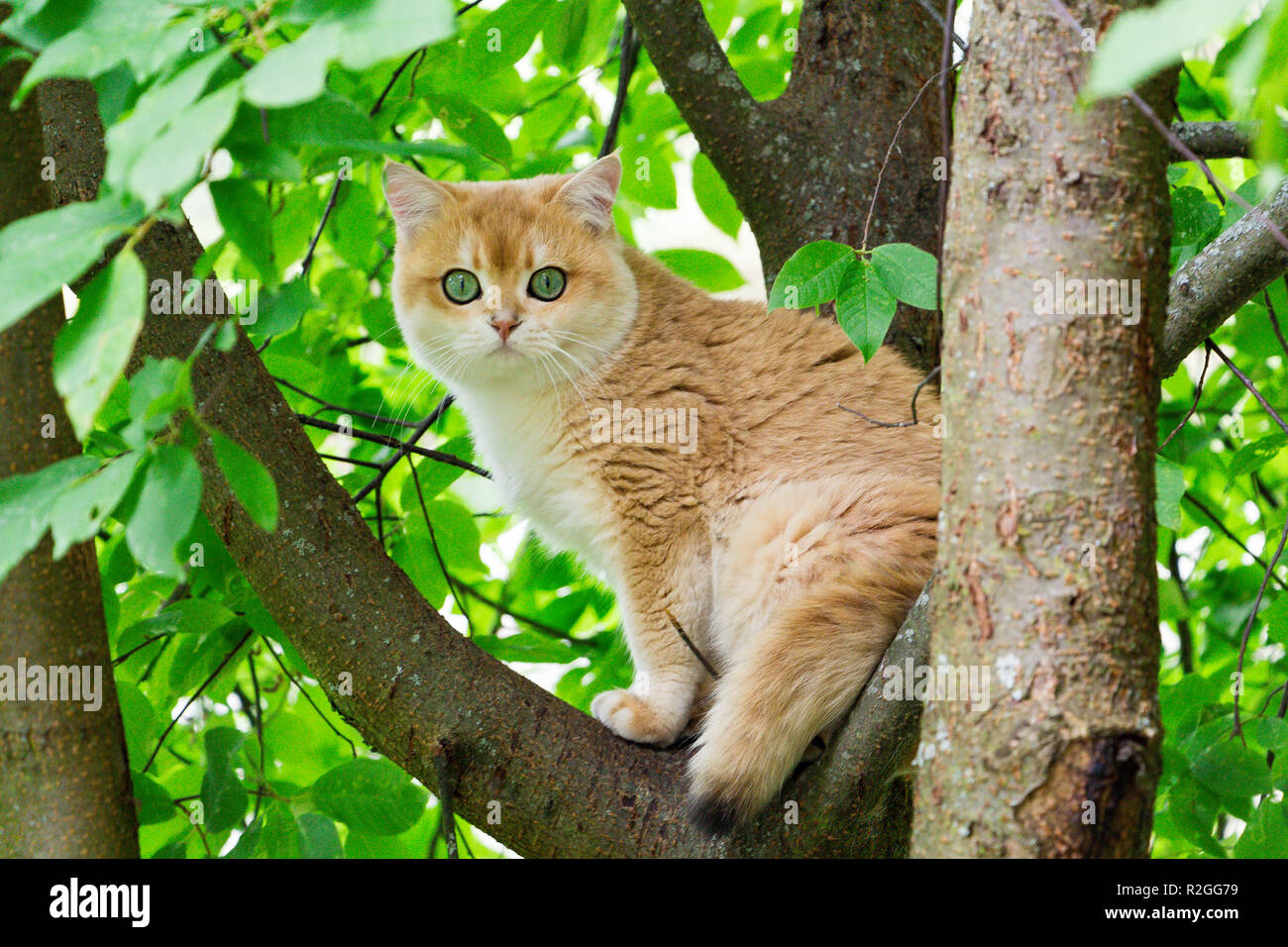 Katze sitzt auf einem Baum. Golden britische Katze mit grünen Augen stieg auf einen Baum und sitzt auf einem Ast unter den grünen Blättern in die Kamera schaut. Katze auf den Stockfoto
