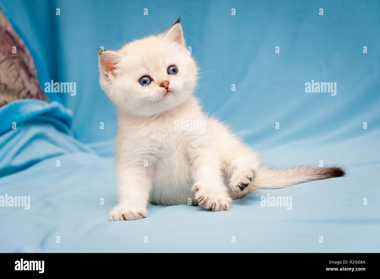 Kleinen Niedlichen britischen Kätzchen Farbe Punkt Farbe mit blauen Augen lustig sitzen auf blauem Hintergrund, lustige weiße britische Kätzchen Stockfoto