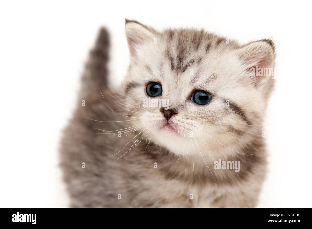 Grau-weißen flauschigen whiskered Britischen Kätzchen close-up auf weißem Hintergrund komisch aussehende an Kamera Stockfoto