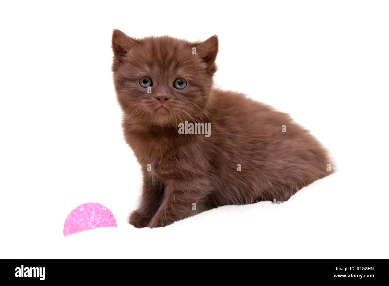 Wenig charmante Schokolade britische Kätzchen saß auf einem weißen Hintergrund neben einem rosa Ball und blickt in die Kamera Stockfoto